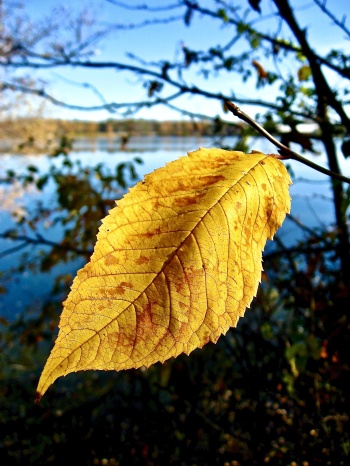 Feuille d'automne